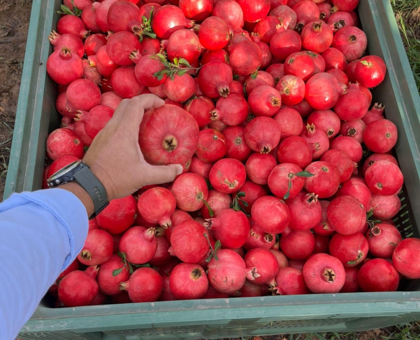 Luyra Asesoramiento Agrícola 11
