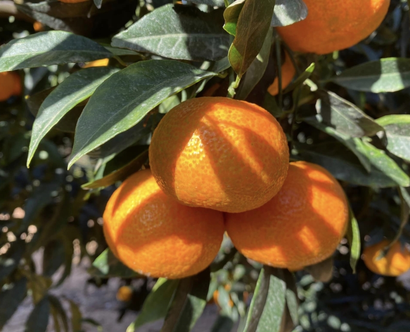 Servicios de asesoría agrícola - naranjas