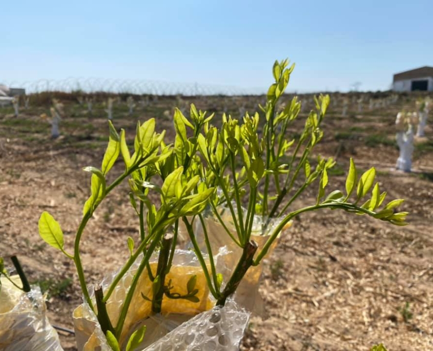 Luyra Asesoramiento Agrícola 36